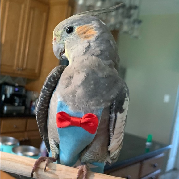 Meet your Posher, Addison - Picture 8 of 8